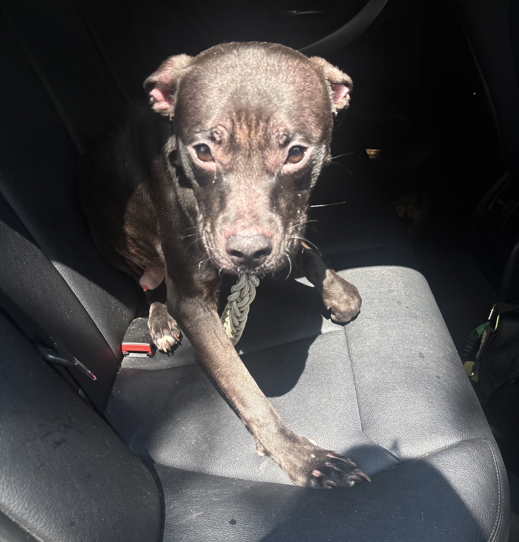 Shelter Stray Male Dog last seen Crotona Park N, BRONX, NY, 10457, 326 E 110th St, New York, NY 10029, USA