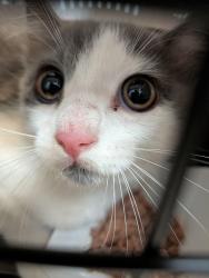 Shelter Stray Male Cat last seen Near Skyline Drive, San Diego, CA, 92114, 5500 Gaines St, San Diego, CA 92110, USA