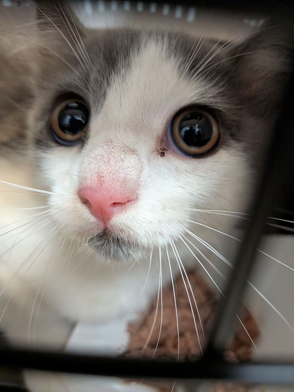 Shelter Stray Male Cat last seen Near Skyline Drive, San Diego, CA, 92114, 5500 Gaines St, San Diego, CA 92110, USA