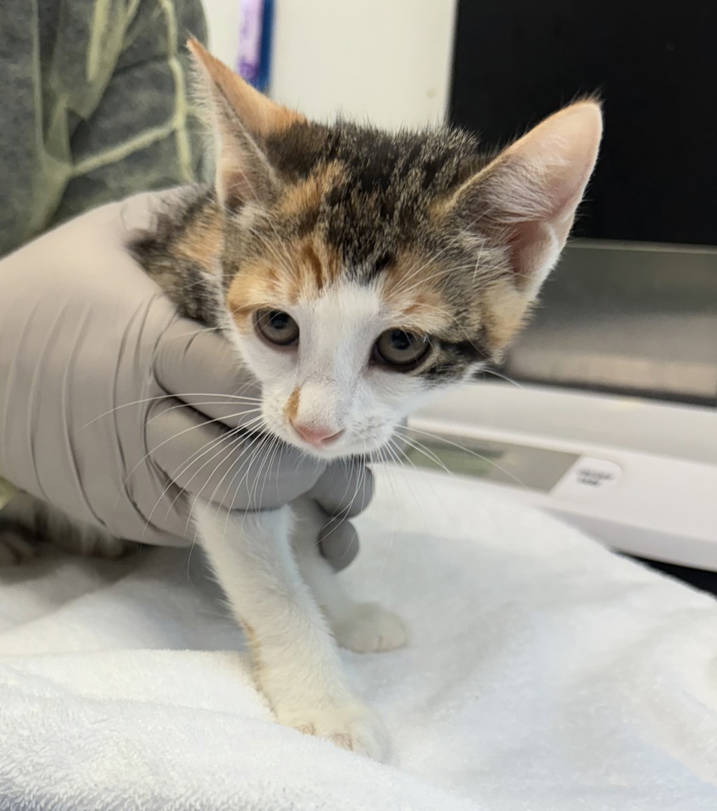Shelter Stray Female Cat last seen Near Roberts Avenue, BRONX, NY, 10461, 326 E 110th St, New York, NY 10029, USA