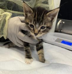 Shelter Stray Unknown Cat last seen Near Roberts Avenue, BRONX, NY, 10461, 326 E 110th St, New York, NY 10029, USA