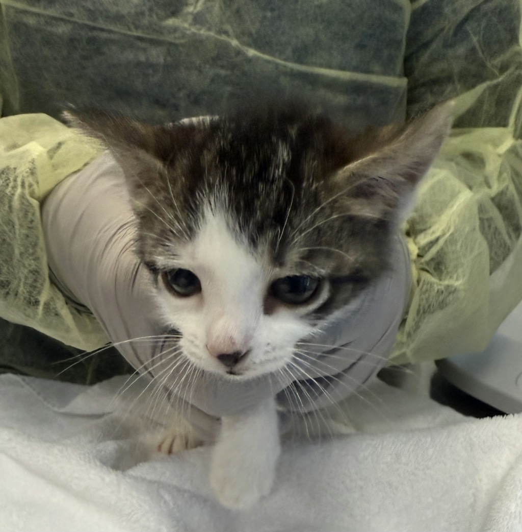 Shelter Stray Unknown Cat last seen Near Roberts Avenue, BRONX, NY, 10461, 326 E 110th St, New York, NY 10029, USA