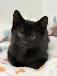 Shelter Stray Male Cat last seen Near S Wallace Lane, Holladay, UT, 84117, 511 W 3900 S, Salt Lake City, UT 84123, USA