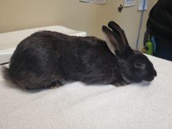 Shelter Stray Male Rabbit last seen Near Capastrano Drive, Oceanside, CA, 92058, Oceanside, CA 92058, USA