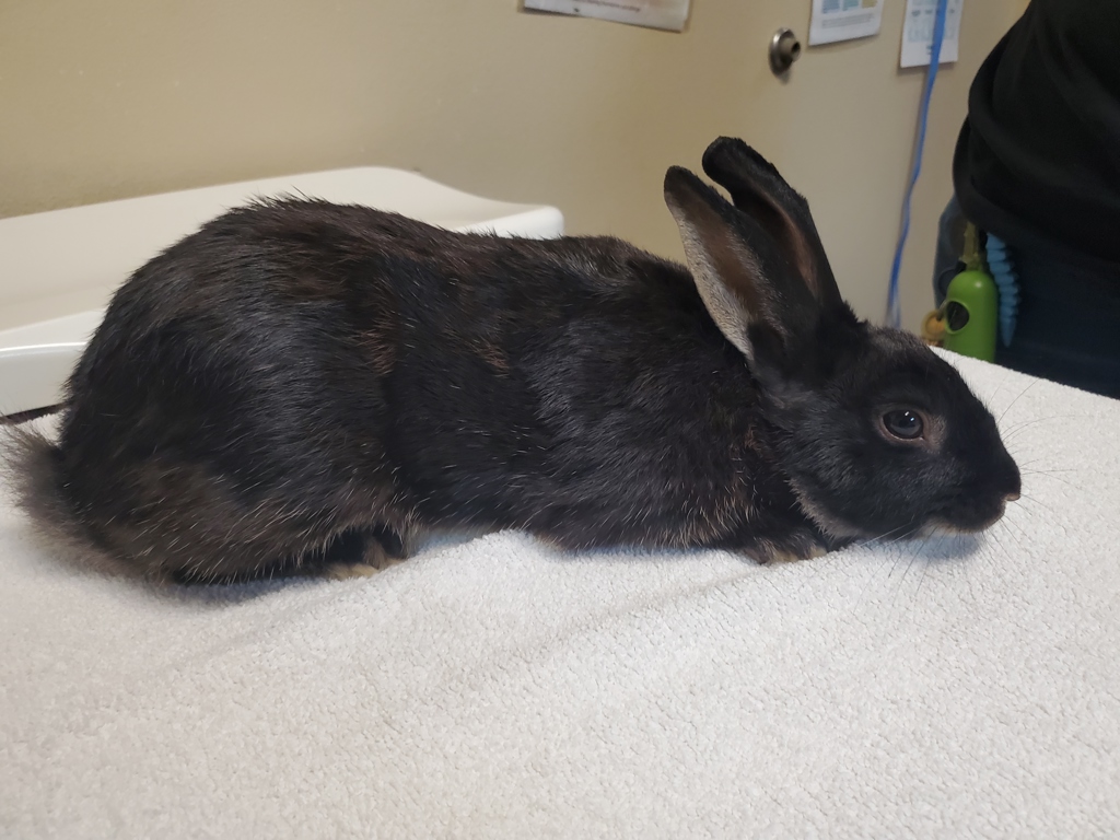 Shelter Stray Male Rabbit last seen Near Capastrano Drive, Oceanside, CA, 92058, Oceanside, CA 92058, USA