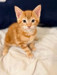 Shelter Stray Male Cat last seen Near W 900 S, SALT LAKE CITY, UT, 84104, 511 W 3900 S, Salt Lake City, UT 84123, USA