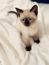 Shelter Stray Male Cat last seen Near W 900 S, SALT LAKE CITY, UT, 84104, 511 W 3900 S, Salt Lake City, UT 84123, USA