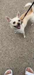 Reunited Female Dog last seen forest street, Saint Paul, MN 55106