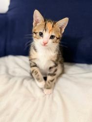 Shelter Stray Female Cat last seen Near W 900 S, SALT LAKE CITY, UT, 84104, 511 W 3900 S, Salt Lake City, UT 84123, USA
