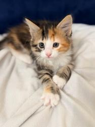 Shelter Stray Female Cat last seen Near W 900 S, SALT LAKE CITY, UT, 84104, 511 W 3900 S, Salt Lake City, UT 84123, USA