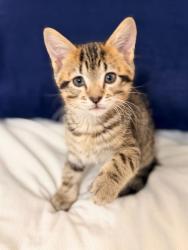 Shelter Stray Male Cat last seen Near W 900 S, SALT LAKE CITY, UT, 84104, 511 W 3900 S, Salt Lake City, UT 84123, USA