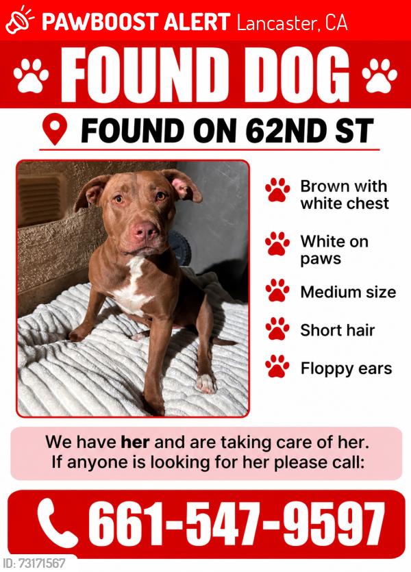 Lost Female Dog last seen 62nd st W, Lancaster, CA 93536