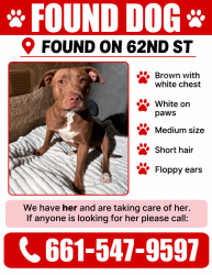 Lost Female Dog last seen 62nd st W, Lancaster, CA 93536