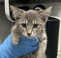Shelter Stray Female Cat last seen 84th Ave/ N Zuni St, Westminster, CO, 80031, 580 McIntyre St, Golden, CO 80401, USA
