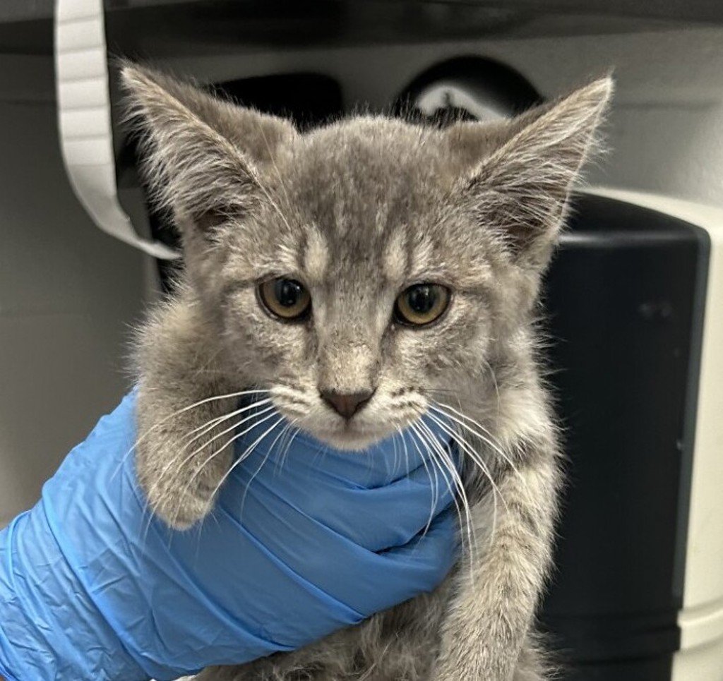 Shelter Stray Female Cat last seen 84th Ave/ N Zuni St, Westminster, CO, 80031, 580 McIntyre St, Golden, CO 80401, USA
