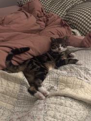 Reunited Male Cat last seen Shell garage on the Aylesbury Rd roundabout in Aston Clinton, Aston Clinton, England HP22 0AW
