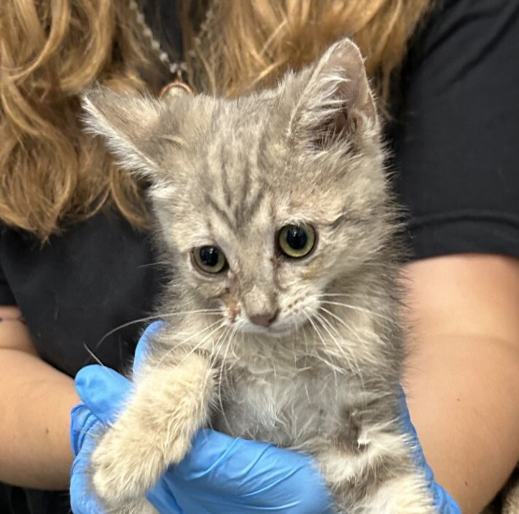 Shelter Stray Female Cat last seen 84th Ave/ N Zuni St, Westminster, CO, 80031, 580 McIntyre St, Golden, CO 80401, USA