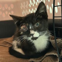 Shelter Stray Male Cat last seen Near Breed Avenue, SAN LEANDRO, CA, 94577, 8323 Baldwin St, Oakland, CA 94621, USA