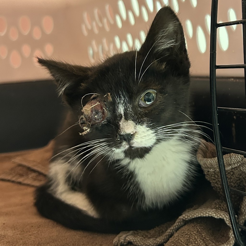 Shelter Stray Male Cat last seen Near Breed Avenue, SAN LEANDRO, CA, 94577, 8323 Baldwin St, Oakland, CA 94621, USA