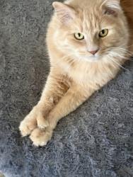 Lost Male Cat last seen Castle Pines Parkway Buffalo Trail, Castle Pines, CO 80108