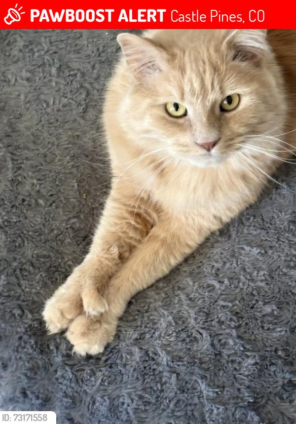 Lost Male Cat last seen Castle Pines Parkway Buffalo Trail, Castle Pines, CO 80108
