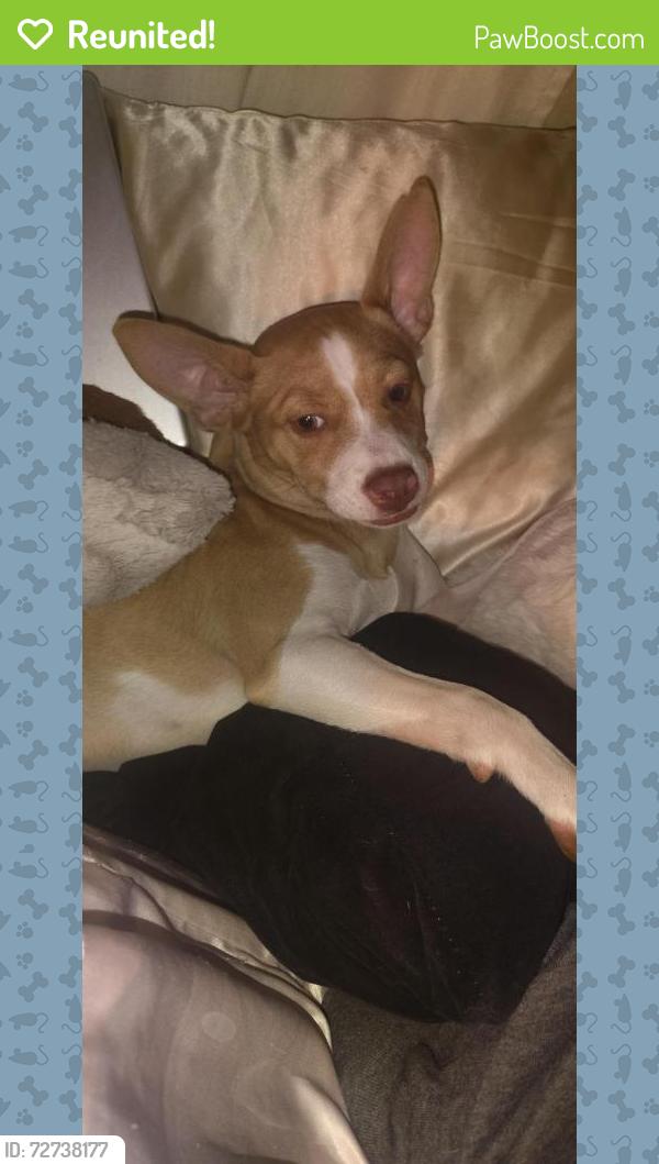 Reunited Female Dog last seen alta st and federal heights Dr, Salt Lake City, UT 84103