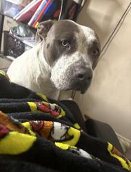 Lost Female Dog last seen Greenhouse, Houston, TX 77095