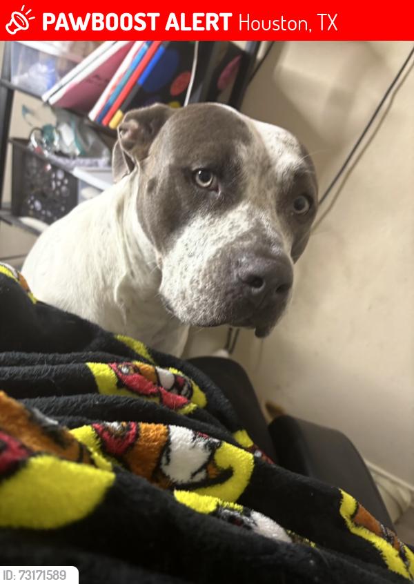 Lost Female Dog last seen Greenhouse, Houston, TX 77095
