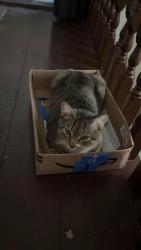 Lost Male Cat last seen laundromat, Rochester, NH 03867