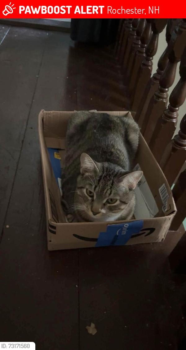 Lost Male Cat last seen laundromat, Rochester, NH 03867