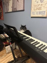 Reunited Male Cat last seen Near Gardenia Dr, Buena Park, CA 90620, USA, Buena Park, CA 90620