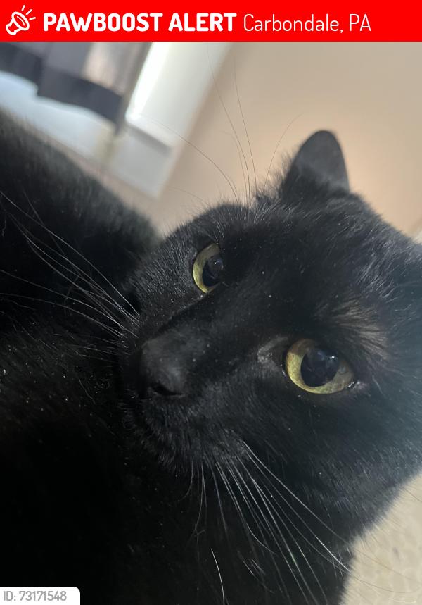 Lost Female Cat last seen Between Hemlock and Birch off Brooklyn St(local 6), Carbondale, PA 18407