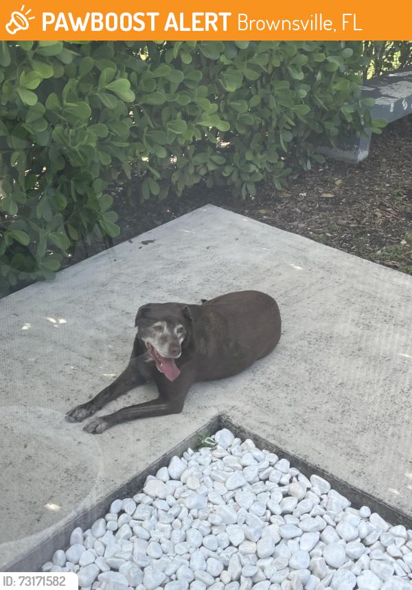 Found/Stray Male Dog last seen 27th Ave and NW 50th st, Brownsville, FL 33142