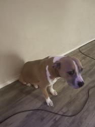 Lost Male Dog last seen Greenhouse, Houston, TX 77095