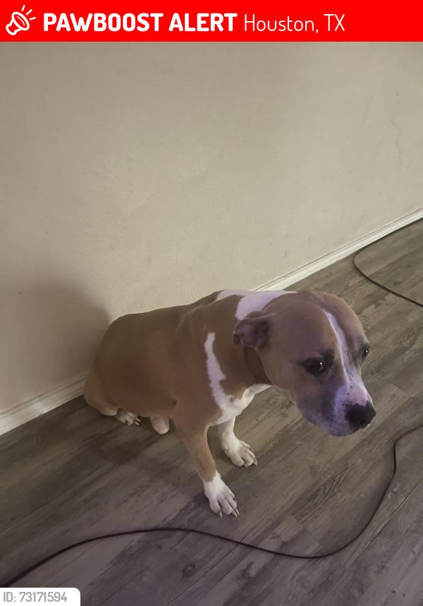Lost Male Dog last seen Greenhouse, Houston, TX 77095