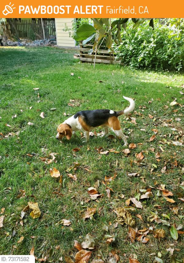 Found/Stray Male Dog last seen Oliver Road, Fairfield, CA 94534
