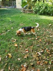 Found/Stray Male Dog last seen Oliver Road, Fairfield, CA 94534