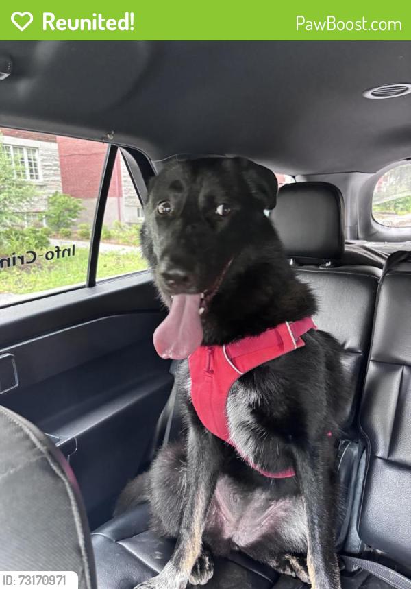 Reunited Female Dog last seen Canora (VMR), Mount Royal, QC 