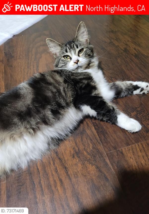 Lost Female Cat last seen Gilman street, North Highlands, CA 95660