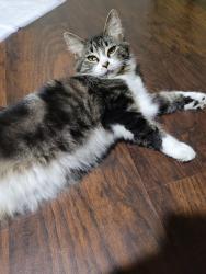 Lost Female Cat last seen Gilman street, North Highlands, CA 95660