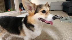 Reunited Female Dog last seen Crenshaw and Jefferson, Los Angeles, CA 90016