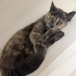 Shelter Stray Female Cat last seen , Animal Care & Control Team of Philly, 111 W Hunting Park Ave, Philadelphia, PA 19140, USA