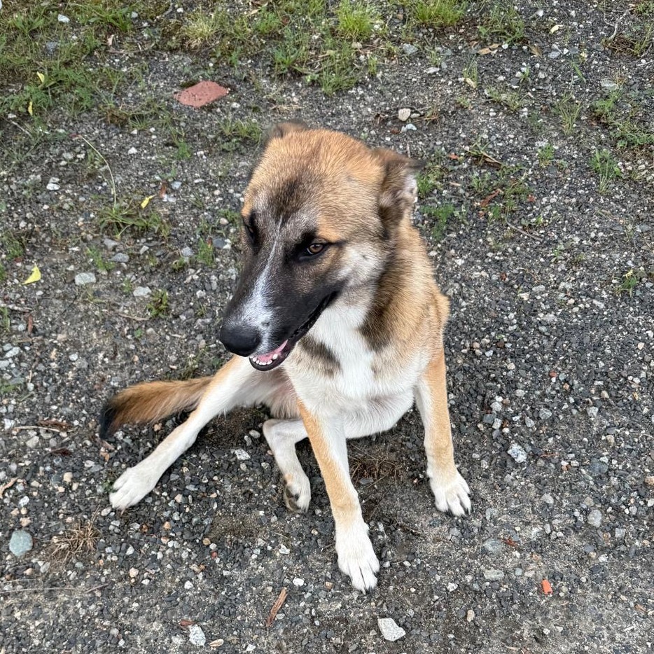 Shelter Stray Male Dog last seen , 980 Guilford College Rd, Greensboro, NC 27409, USA