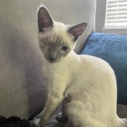 Shelter Stray Male Cat last seen , 8020 Washington St, Port Richey, FL 34668, USA