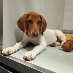 Shelter Stray Female Dog last seen , 2350 Appling City Cove, Memphis, TN 38133, USA