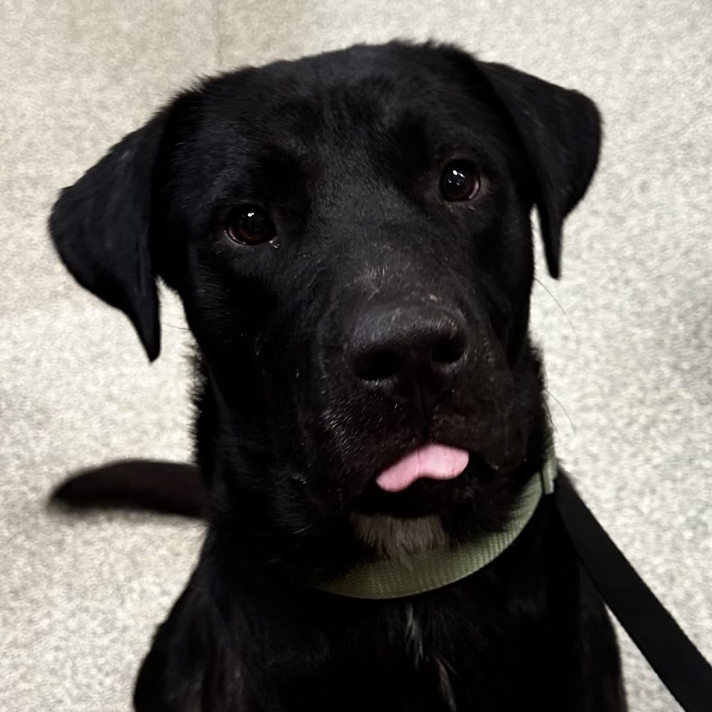 Shelter Stray Male Dog last seen , 8464 Beach Blvd, Jacksonville, FL 32216, USA