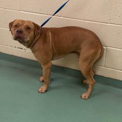 Shelter Stray Male Dog last seen , 2350 Appling City Cove, Memphis, TN 38133, USA