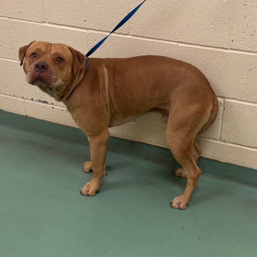 Shelter Stray Male Dog last seen , 2350 Appling City Cove, Memphis, TN 38133, USA