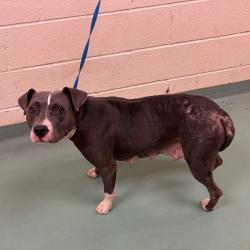 Shelter Stray Female Dog last seen , 2350 Appling City Cove, Memphis, TN 38133, USA