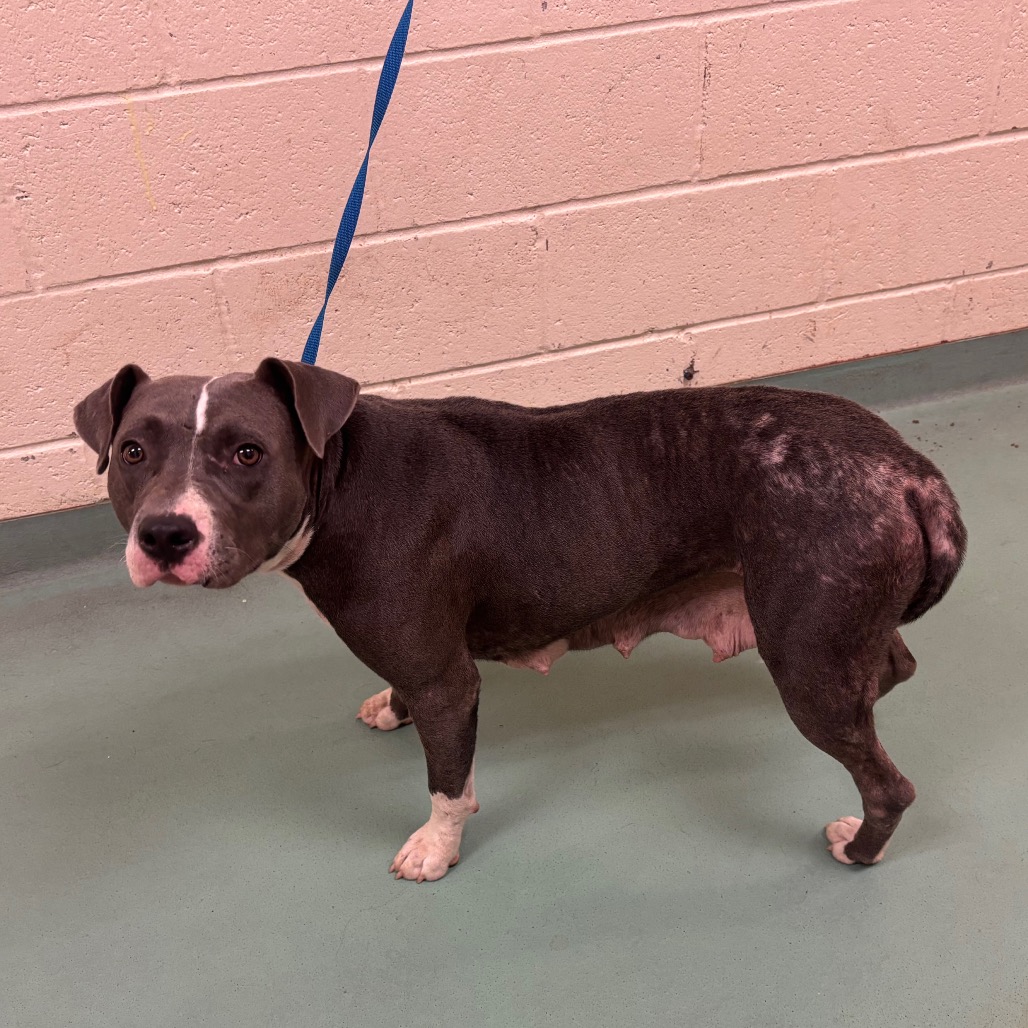 Shelter Stray Female Dog last seen , 2350 Appling City Cove, Memphis, TN 38133, USA